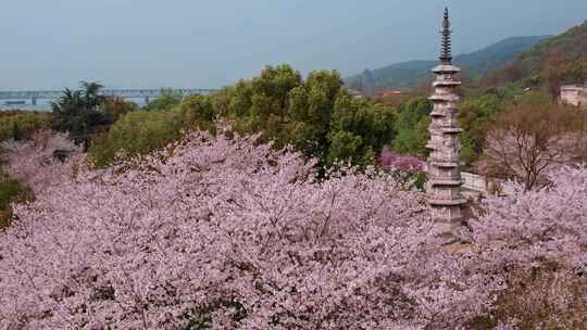 杭州白塔公园樱花