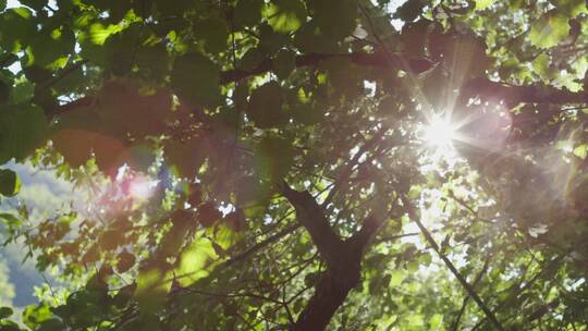 阳光透过树叶照射下来的镜头视频素材模板下载