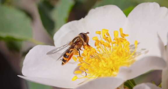 慢镜头蜜蜂采蜜