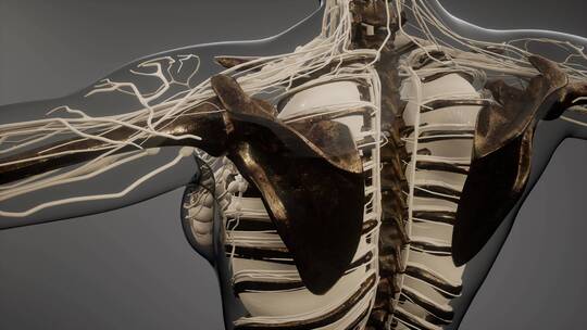 人体 骨骼 骨架 脊柱 脊椎 医学 头骨视频素材模板下载