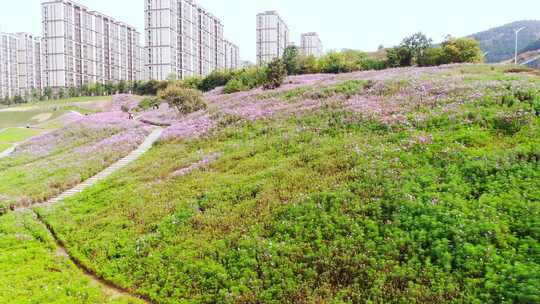 山东济南龙鼎大道龙洞格桑花秋天航拍山坡