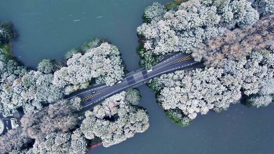 【合集】杭州西湖雪景六和塔雪景视频素材模板下载