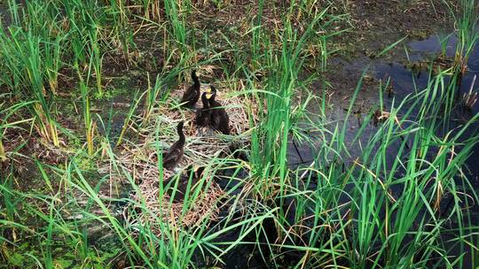 查干湖湿地鸟巢雏鸟视频素材模板下载