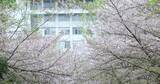 校园教学楼前美丽的樱花高清在线视频素材下载
