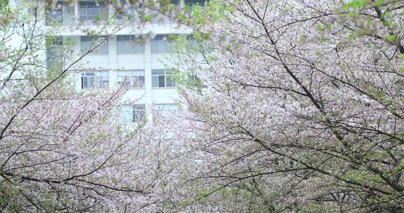 校园教学楼前美丽的樱花