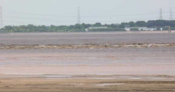 杭州市钱塘江潮水生态湿地白鹭