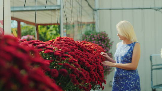 女人在温室里选花