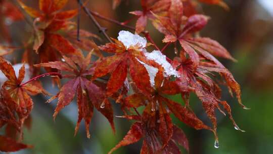 冬天唯美雪景绿叶红花上的雪