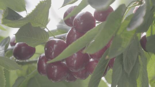 大樱桃种植LOG视频素材