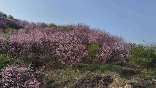 福建福州罗源湾樱花园航拍