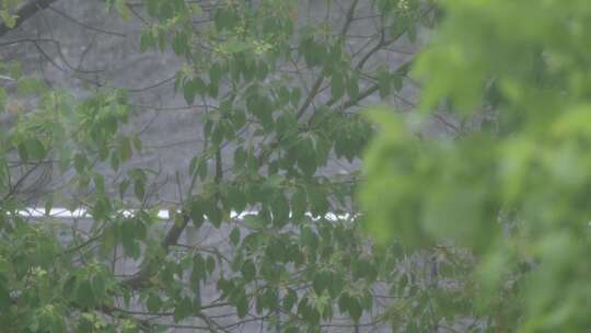 树枝树叶狂风暴雨刮风下雨倾盆大雨下雨天雨