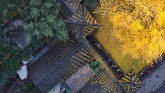 航拍古寺千年银杏秋景西安古观音禅寺