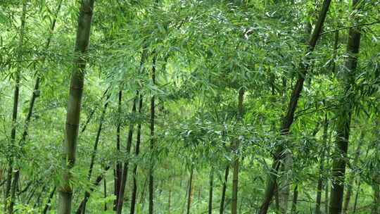 下雨天竹林景观特写，竹节挺拔竹叶繁茂