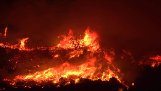 森林燃烧的特写镜头视频素材模板下载