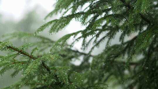 雨天树林