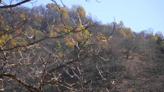 秦岭秋季风景