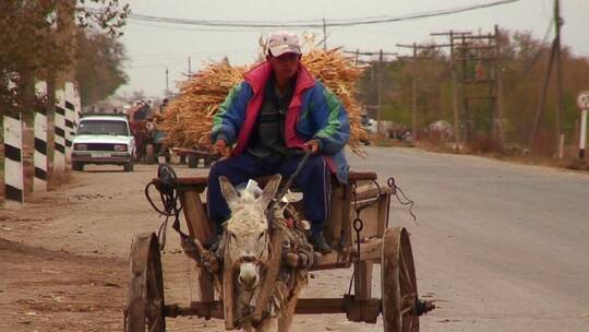 农民驾着驴车在乡村公路上行驶