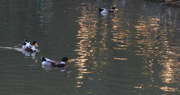 鸭子戏水游泳阳光湖水