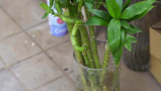 室内绿植富贵竹的特写镜头