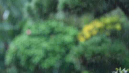 雨与模糊的自然森林背景