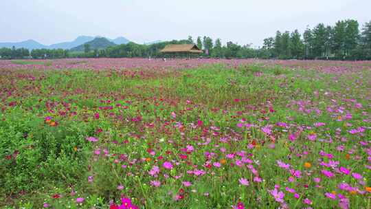 杭州湘湖三期格桑花花海航拍