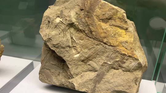 远古植物标本化石