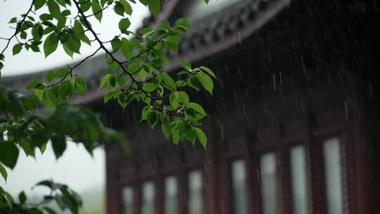 189 杭州 风景 古建筑 下雨天 亭子 树枝视频素材模板下载