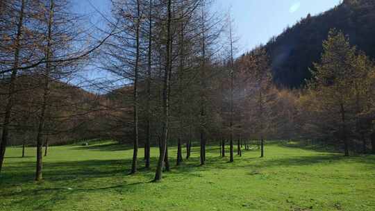 湖北恩施大山顶林区原始森林唯美风景