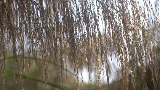 芦苇 草本植物 芦苇属 江河湖泽