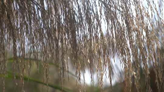 芦苇 草本植物 芦苇属 江河湖泽视频素材模板下载