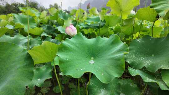 夏天下雨慢镜头荷叶滴水荷叶水滴