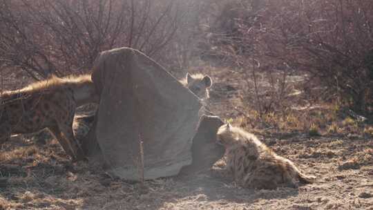 鬣狗，非洲，Safari，玩