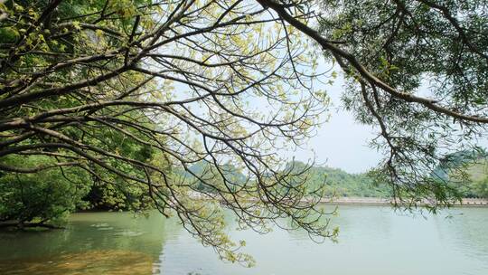 广西柳州龙潭公园池塘边树荫