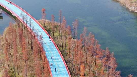 秋天成都天府绿道高新区锦城公园路段航拍