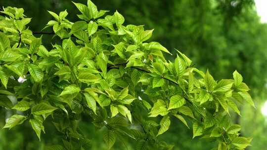 雨中绿色的樱花树树叶清新自然