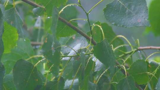 城市下暴雨倾盆大雨下雨天雨水雨滴植物树叶视频素材模板下载