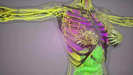 人体结构运动人体器官