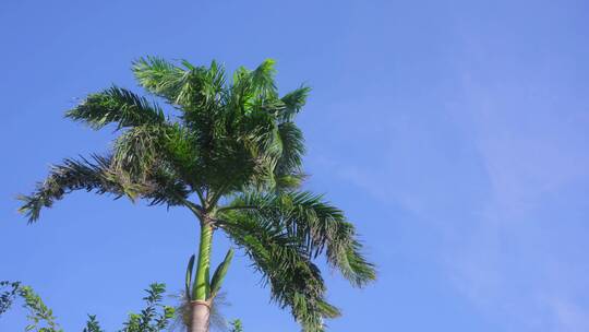 三亚椰子树视频素材模板下载