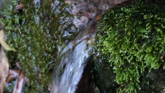 青苔山泉水流水滴水风景森林自然大自然水