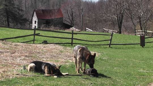 牧羊犬坐在田野玩棍子
