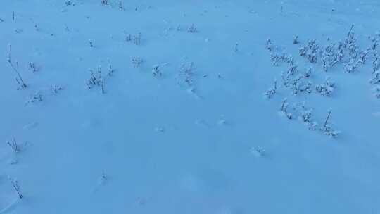 北方雪地野草视频素材模板下载