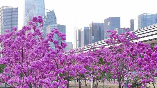中国广东省广州市琶洲会展中心紫花风铃视频素材模板下载