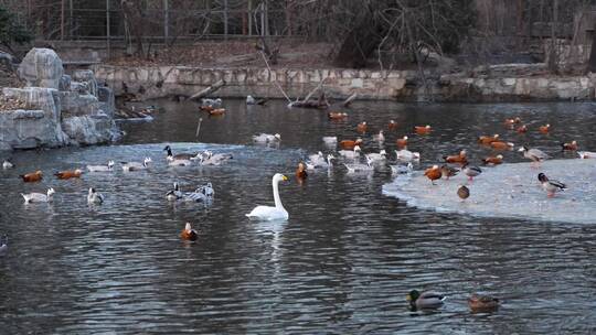 一群水鸟白天鹅鸳鸯鸭子在水面游动