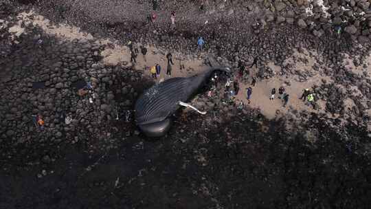 搁浅死亡的鲸吸引许多渔民