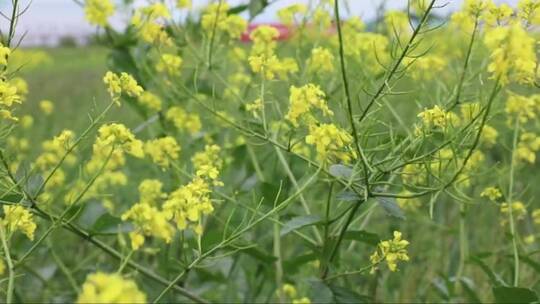 风中摇曳的油菜花