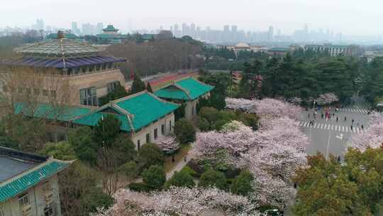 航拍武汉大学樱花盛开