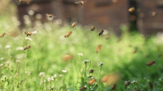 春天的田野里温暖阳光下蜜蜂慢镜头