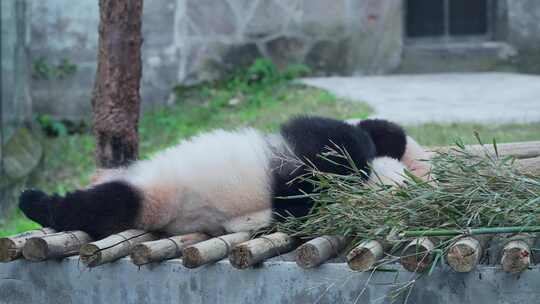 国宝大熊猫母子幼崽