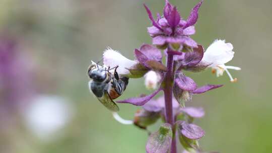 蜜蜂采蜜特写