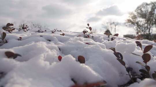 冬天里的雪树梢上的雪特写